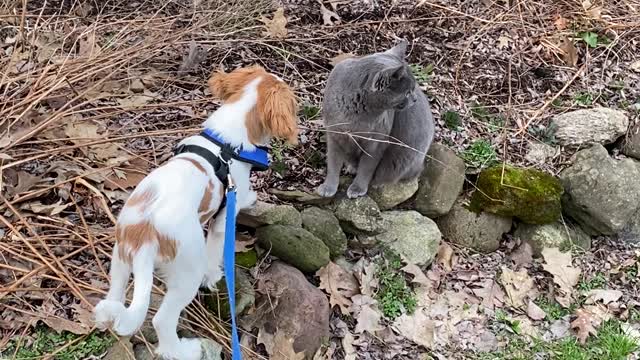 Pesky Pup Bentley meets Trinket