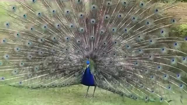 Indian peacocks dance and sound