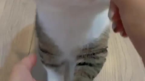 Cat Videos