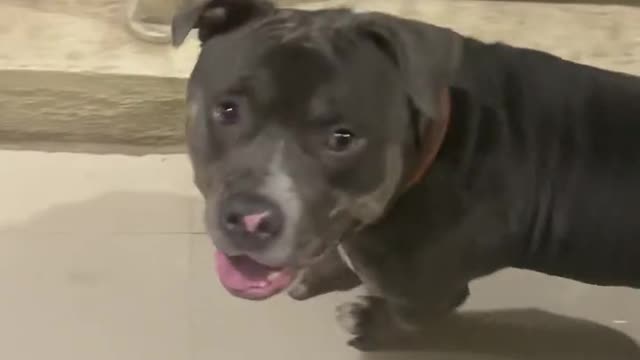 This works😳😃 pitbull crazy reaction on this sound