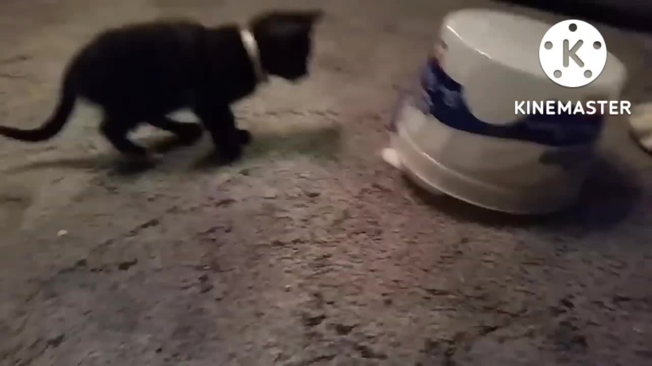 Funny cute cat 🐱 mistakes