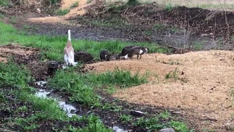 Ducks free ranging