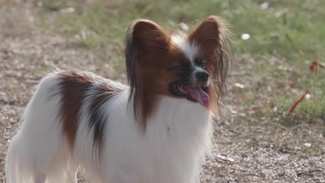 Small cute dog with nice hair