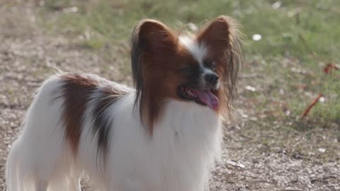 Small cute dog with nice hair