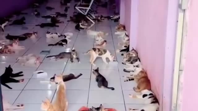 Pet cat