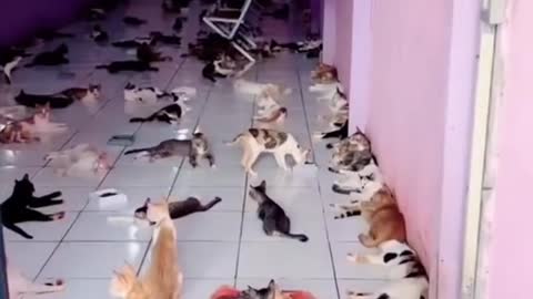 Pet cat
