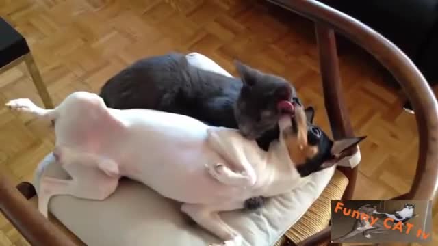 Cats and Dogs Loving Each Other funny cats compilation