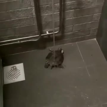 turtle ninja taking bath 😂😂