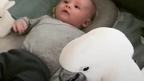 Cockatoo has loved his human brother since before he was born