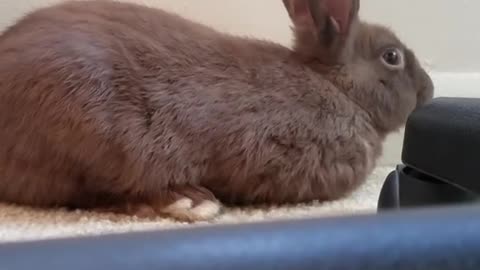 Rabbit Farts So Loud It scares Itself....