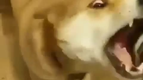 Rapid dog goes berserk