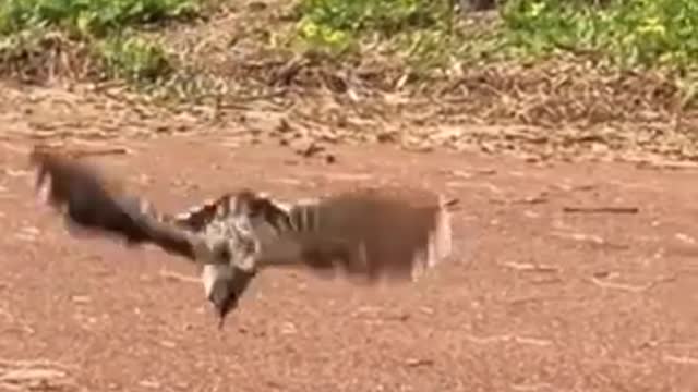 Just look how the eagle hunted the snake while going on the road