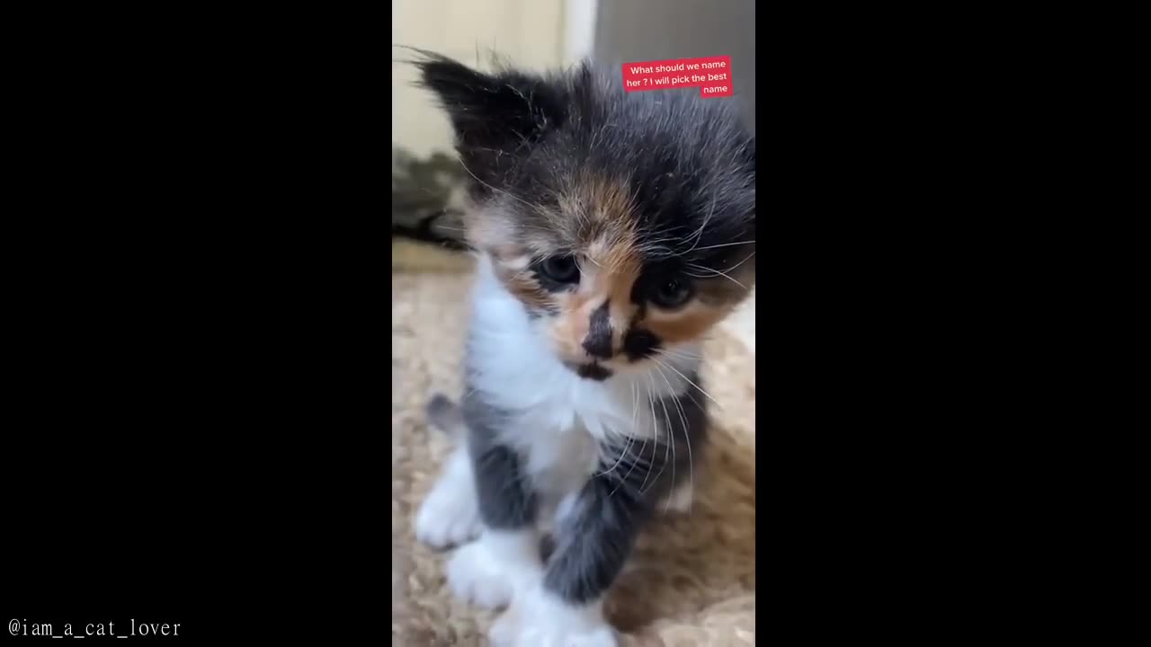 CUTEST Animals from TIKTOK that will MAKE YOUR DAY...