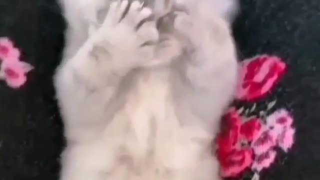 For more cut kitties 😳