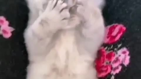 For more cut kitties 😳