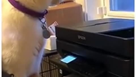 Funny Dogs And Cats Videos 2024 😅