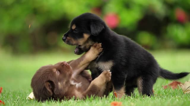 Cute Puppy Fight