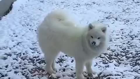 Dogs First Time Seeing Snow