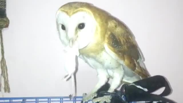 Golden owl swallows a mouse