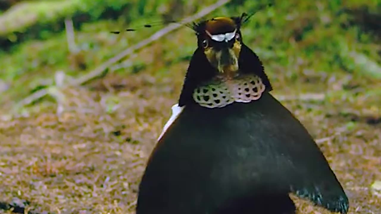 A beautiful birds in nature with beautiful colours