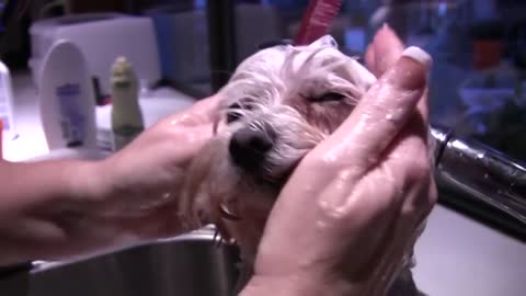 Muffin Gets a Bath (in HD).mp4