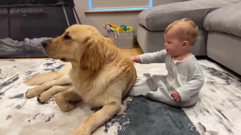 Golden Retriever Pup makes Baby cry!!!!!