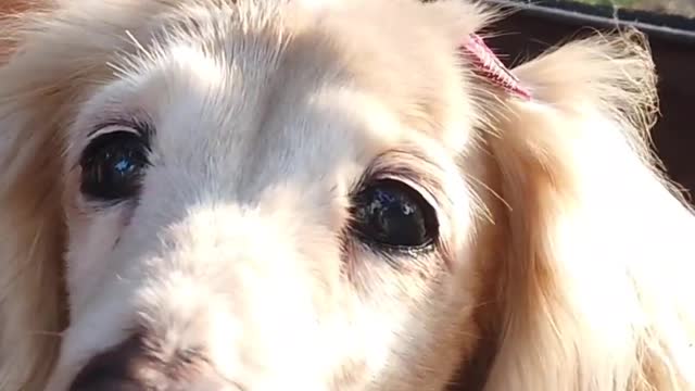 #Cute_video of Dog | #funny_video of dog | #ambient_musics