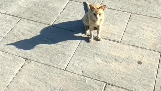 Feed a cat on the street