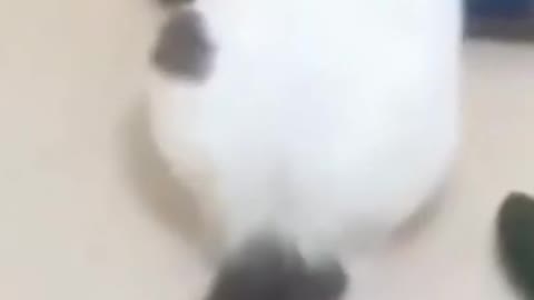 cat funny videos 😂🐈 _ funny videos _ cat videos #cat