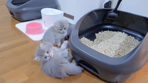 This cute kitten tries to show off his energy even though he's sleepy when his owner comes home.