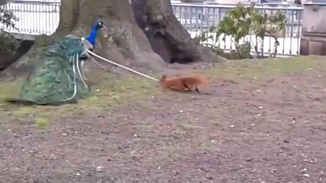 Squirrels Hilarious Moments 🤣😂 #shorts