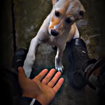 #bestclip #amazing #truelife #viral video