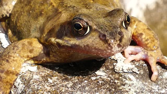 frog video african