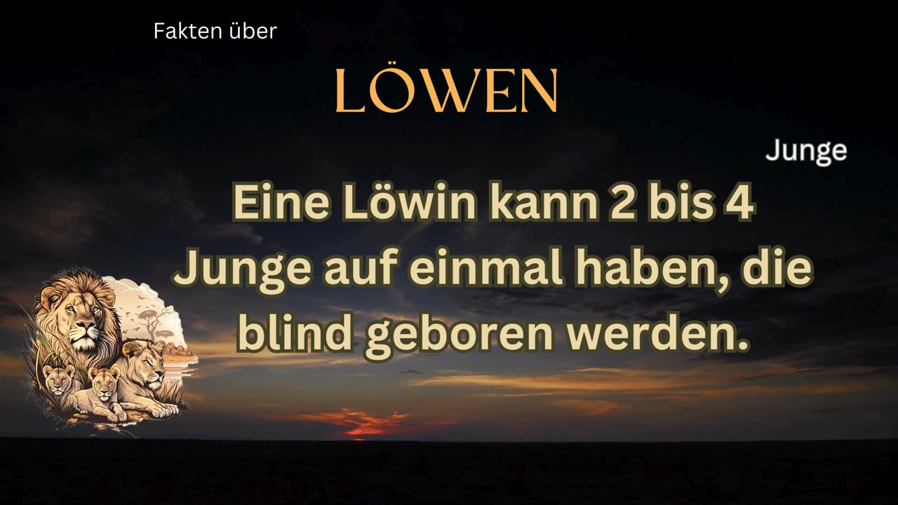 Löwen-Fakt 9 - Wie viele Junge kann eine Löwin haben?