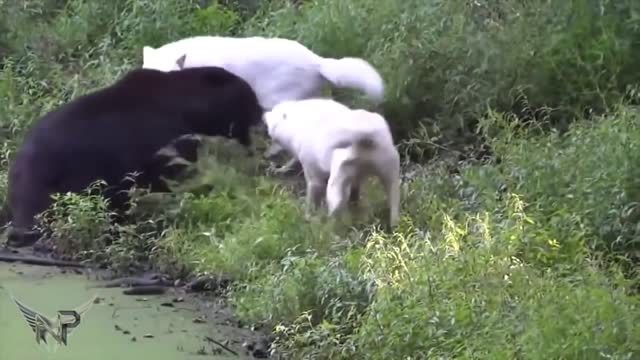 10 Crazy Animal Fights