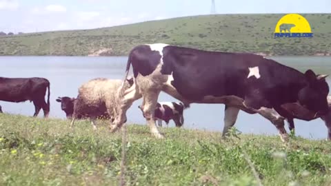 Crazy Sheep Terrorizing Bull