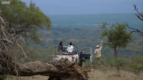 Loving Wild Dogs Hunt Together | Animals In Love | BBC Earth