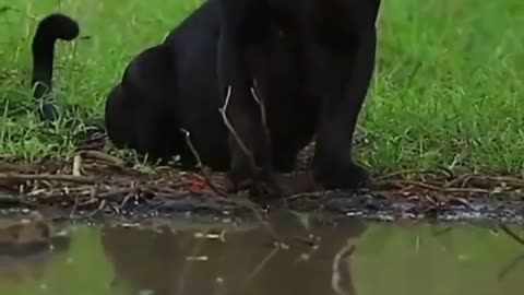 Black panther drinking water
