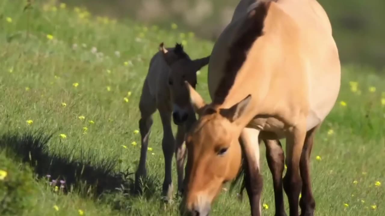 The Inspiring Comeback of Shuvalsky's Horses in Mongolia