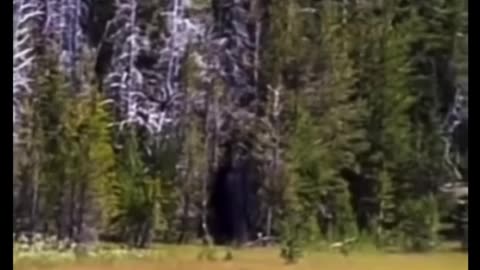Bigfoot standing along edge of tree-line