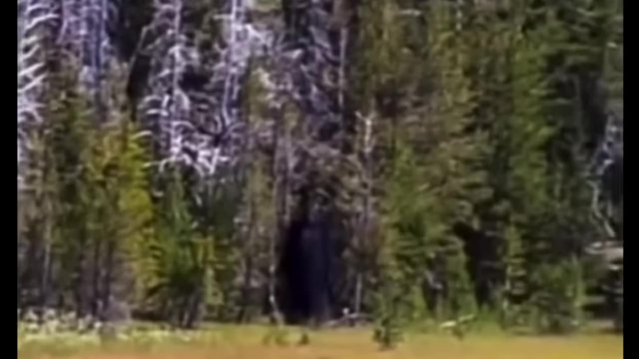 Bigfoot standing along edge of tree-line