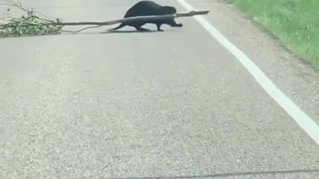 Un castor ocupado trabajando duro, 🦔