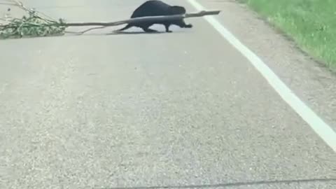 Un castor ocupado trabajando duro, 🦔