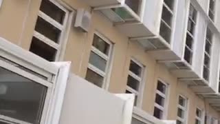 Cat Rescued from 14th Floor