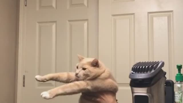 Cute and Funny Cat Videos Compilation - PART 42