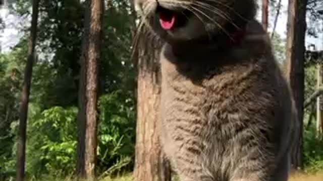 British cat in nature