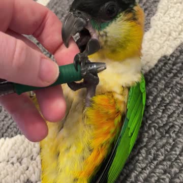 Parrot steals pen and rolls over