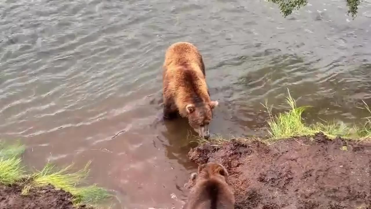 "Bears LOVE Clams! 🐻 Watch Bears Sniff Out & Dig Up Clams for a Delicious Beachside Breakfast!