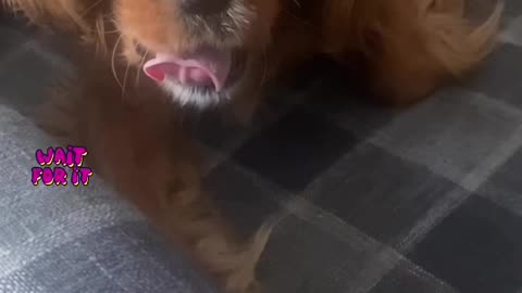 Cutie Cavaliers