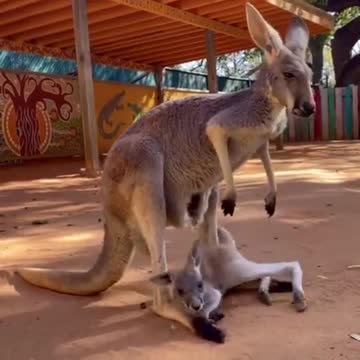 Animaux animal funny